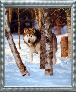 Impact Posters Gallery Grey Wolf in Snow Wildlife Animal Nature Wall Decor Silver Framed Art Print Picture (18x22) Impact Posters Gallery Grey Wolf in Snow Wildlife Animal Nature Wall Decor Silver Framed Art Print Picture (18x22)