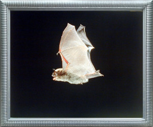 Impact Posters Gallery Bat on The Hunt Flying Wings Wild Animal Nature Wall Silver Framed Picture Art Print (18x22) Impact Posters Gallery Bat on The Hunt Flying Wings Wild Animal Nature Wall Silver Framed Picture Art Print (18x22)