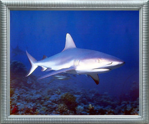 Wild Tiger Bull Shark Ocean Wall Decor Silver Framed Picture Art Print (18x22) Wild Tiger Bull Shark Ocean Wall Decor Silver Framed Picture Art Print (18x22)