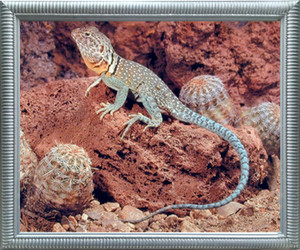 Impact Posters Gallery Collard Lizard Desert Wildlife Animal Wall Decor Silver Framed Art Print Picture (20x24) Impact Posters Gallery Collard Lizard Desert Wildlife Animal Wall Decor Silver Framed Art Print Picture (20x24)