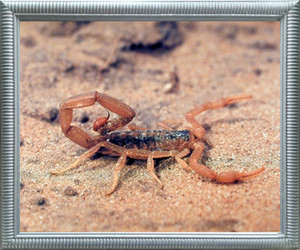 Scorpion Insect Desert Animal Nature Wall Decor Silver Framed Art Print Picture (20x24) Scorpion Insect Desert Animal Nature Wall Decor Silver Framed Art Print Picture (20x24)