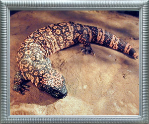Impact Posters Gallery Gila Monster Lizard Wildlife Animal Wall Decor Silver Framed Art Print Picture (20x24) Impact Posters Gallery Gila Monster Lizard Wildlife Animal Wall Decor Silver Framed Art Print Picture (20x24)