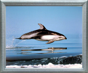 Impact Posters Gallery Pacific White-Sided Dolphin Ocean Sealife Underwater Animal Nature Wall Decor Silver Framed Art Print Picture (20x24) Impact Posters Gallery Pacific White-Sided Dolphin Ocean Sealife Underwater Animal Nature Wall Decor Silver Framed Art Print Picture (20x24)