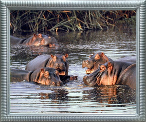 Wild Hippo Hippopotamus Herd in Water Animal Wall Decor Silver Framed Art Print Picture (20x24) Wild Hippo Hippopotamus Herd in Water Animal Wall Decor Silver Framed Art Print Picture (20x24)