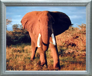 Impact Posters Gallery African Elephant Wildlife Animal Wall Decor Silver Framed Art Print Picture (20x24)