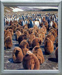 Impact Posters Gallery King Penguins Colony Wildlife Silver Framed Wall Decor Picture Art Print (18x22) Impact Posters Gallery King Penguins Colony Wildlife Silver Framed Wall Decor Picture Art Print (18x22)