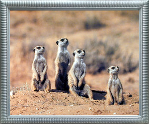 Impact Posters Gallery African Meerkats Suricata Suricatta Wildlife Animal Wall Decor Silver Framed Art Print Picture (18x22) Impact Posters Gallery African Meerkats Suricata Suricatta Wildlife Animal Wall Decor Silver Framed Art Print Picture (18x22)