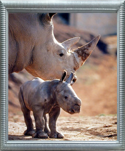 Impact Posters Gallery Mother Rhinoceros with Her Baby White Rhino Animal Wildlife Silver Framed Wall Decor Art Print Picture (18x22) Impact Posters Gallery Mother Rhinoceros with Her Baby White Rhino Animal Wildlife Silver Framed Wall Decor Art Print Picture (18x22)
