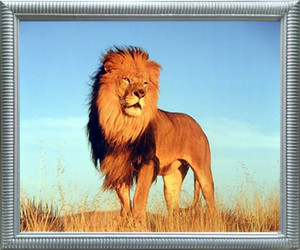 Impact Posters Gallery African Lion King Wild Animal Nature Wall Silver Framed Wall Decor Art Print Picture (18x22) Impact Posters Gallery African Lion King Wild Animal Nature Wall Silver Framed Wall Decor Art Print Picture (18x22)