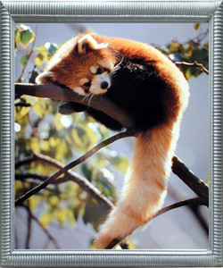 Framed Wall Decor Red Panda Bear Holding Tree Wild Animal Silver Framed Art Print Picture Framed Wall Decor Red Panda Bear Holding Tree Wild Animal Silver Framed Art Print Picture