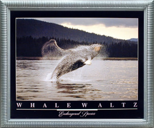 Impact Posters Gallery Humpback Whale Diving in Ocean Underwater Sea Animal Wall Decor Silver Framed Picture Art Print (18x22) Impact Posters Gallery Humpback Whale Diving in Ocean Underwater Sea Animal Wall Decor Silver Framed Picture Art Print (18x22)