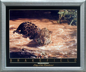 Impact Posters Gallery Wild Jaguar (Panthera Leopard) Wildlife Animal Wall Decor Silver Framed Picture Art Print Impact Posters Gallery Wild Jaguar (Panthera Leopard) Wildlife Animal Wall Decor Silver Framed Picture Art Print