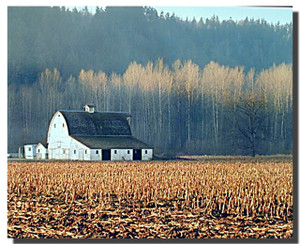 Barn and Trees Posters Barn and Trees Posters