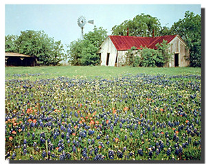 Old Barn and Flowers Posters Old Barn and Flowers Posters