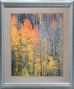 Impact Posters Gallery Forest Nature Framed Wall Bedroom Decor Aspen Tree in The Fall Willard Clay Silver Picture Art Print