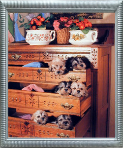 Impact Posters Gallery Framed Wall Decor Cute Puppies in Drawers Funny Dogs Wildlife Animal Silver Art Print Picture Impact Posters Gallery Framed Wall Decor Cute Puppies in Drawers Funny Dogs Wildlife Animal Silver Art Print Picture