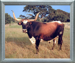 Framed Wall DecorTexas Longhorn Cow Steer Cattle Farm Animal Picture Silver Framed Art Print Poster (20x24)