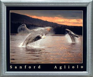 Impact Posters Gallery Framed Wall Decor Two Humpbacks Whale Diving Ocean Animal Silver Framed Picture Art Print Impact Posters Gallery Framed Wall Decor Two Humpbacks Whale Diving Ocean Animal Silver Framed Picture Art Print