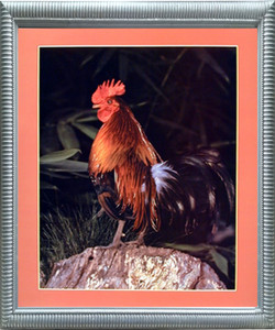 Bantam Rooster Chicken Animal Picture Silver Framed Wall Decor Art Print Poster (20x24) Bantam Rooster Chicken Animal Picture Silver Framed Wall Decor Art Print Poster (20x24)