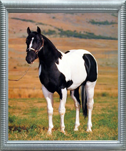Impact Posters Gallery Tobiano Point Stallion Horse Spotter Animal Silver Art Print Framed Wall Decoration Picture 20x24 Impact Posters Gallery Tobiano Point Stallion Horse Spotter Animal Silver Art Print Framed Wall Decoration Picture 20x24