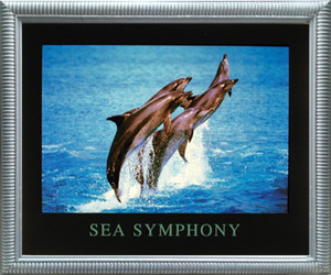 Impact Posters Gallery Dolphins Diving Symphony Ocean Sea Underwater Animal Silver Art Print Framed Wall Decor Picture Impact Posters Gallery Dolphins Diving Symphony Ocean Sea Underwater Animal Silver Art Print Framed Wall Decor Picture