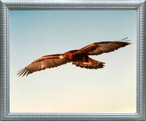 Impact Posters Gallery American Golden Eagle Animal Silver Art Print Framed Wall Decor Picture