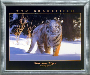 Impact Posters Gallery Framed Wall Decor Picture Siberian Tiger (Vanishing Species) Silver Art Print (20x24) Impact Posters Gallery Framed Wall Decor Picture Siberian Tiger (Vanishing Species) Silver Art Print (20x24)