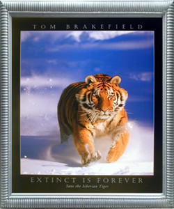 Impact Posters Gallery Siberian Tiger in Snow Wildlife Animal Silver Art Print Framed Wall Decor Picture (20x24) Impact Posters Gallery Siberian Tiger in Snow Wildlife Animal Silver Art Print Framed Wall Decor Picture (20x24)
