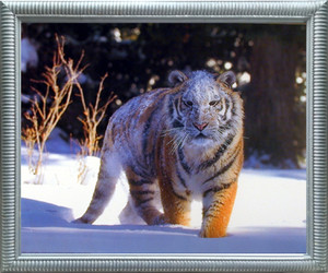 Impact Posters Gallery Siberian Tiger on Snow Wild Animal Silver Art Print Framed Wall Decoration (20x24) Impact Posters Gallery Siberian Tiger on Snow Wild Animal Silver Art Print Framed Wall Decoration (20x24)