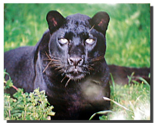Black Leopard Poster