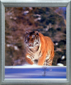 Impact Posters Gallery Siberian Tiger (Walking in Snow) Wild Animal Silver Art Print Framed Wall DecorationPicture (20x24) Impact Posters Gallery Siberian Tiger (Walking in Snow) Wild Animal Silver Art Print Framed Wall DecorationPicture (20x24)