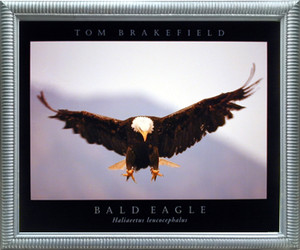 Impact Posters Gallery Bald Eagle Brakefield Nature Animal Wall Decor Silver Framed Art Print Picture