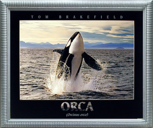 Framed Wall Decoration Breaching Orca Whale Ocean Animal Nature Silver Art Print Picture Poster (20x24) Framed Wall Decoration Breaching Orca Whale Ocean Animal Nature Silver Art Print Picture Poster (20x24)