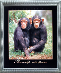 Impact Posters Gallery Cute Funny Chimpanzee Friendship Wild Animal Wall Decor Silver Framed Art Print Picture Impact Posters Gallery Cute Funny Chimpanzee Friendship Wild Animal Wall Decor Silver Framed Art Print Picture