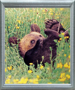 Impact Posters Gallery Cute Grizzly Bear Cub Animal Kids Room Silver Art Print Framed Wall Decor Picture Impact Posters Gallery Cute Grizzly Bear Cub Animal Kids Room Silver Art Print Framed Wall Decor Picture