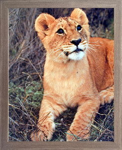 Impact Posters Gallery Lion Cub Big Cat Wild Animal Picture Barnwood Framed Art Print Framed Wall Decor (19x23) Impact Posters Gallery Lion Cub Big Cat Wild Animal Picture Barnwood Framed Art Print Framed Wall Decor (19x23)