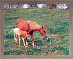 Impact Posters Gallery Mare and Colt Horse Wildlife Farm Animal Barnwood Framed Picture Art Print (19x23) Impact Posters Gallery Mare and Colt Horse Wildlife Farm Animal Barnwood Framed Picture Art Print (19x23)