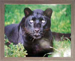 Framed Wall Decor Picture Black Leopard (Panther) Animal Wildlife Barnwood Art Print (19x23) Framed Wall Decor Picture Black Leopard (Panther) Animal Wildlife Barnwood Art Print (19x23)