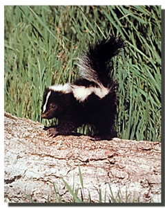 Skunk Poster