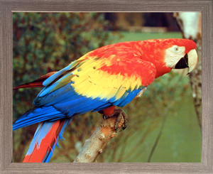 Impact Posters Gallery Red Macaw Parrot Bird Animal Barnwood Framed Picture Art Print Wall Decor (19x23) Impact Posters Gallery Red Macaw Parrot Bird Animal Barnwood Framed Picture Art Print Wall Decor (19x23)