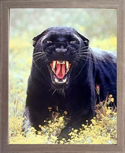 Impact Posters Gallery Snarling Black Panther (Leopard) Wildlife Animal Barnwood Picture Art Print Framed Wall Decor (19x23) Impact Posters Gallery Snarling Black Panther (Leopard) Wildlife Animal Barnwood Picture Art Print Framed Wall Decor (19x23)