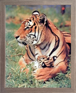 Impact Posters Gallery Tiger and Cub Wildlife Animal Nature Barnwood Picture Art Print Framed Wall Decoration (19x23) Impact Posters Gallery Tiger and Cub Wildlife Animal Nature Barnwood Picture Art Print Framed Wall Decoration (19x23)