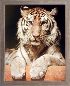 Framed Wall Decor White Bengal Tiger Close-up Wildlife Feline Animal Barnwood Picture Art Print (19x23) Framed Wall Decor White Bengal Tiger Close-up Wildlife Feline Animal Barnwood Picture Art Print (19x23)