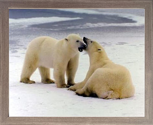 Framed Wall Decor Pair of Polar Bears Playing in the Snow Animal Barnwood Picture Art Print (19x23) Framed Wall Decor Pair of Polar Bears Playing in the Snow Animal Barnwood Picture Art Print (19x23)