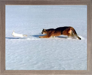 Framed Wall Decor Cougar Chasing Rabbit in Snow Wildlife Animal Barnwood Picture Art Print (19x23) Framed Wall Decor Cougar Chasing Rabbit in Snow Wildlife Animal Barnwood Picture Art Print (19x23)