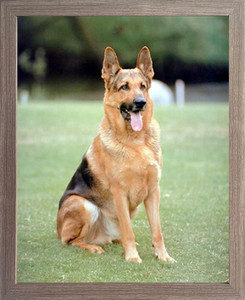 Framed Wall Decor German Shepard Dog Animal Barnwood Picture Art Print (19x23) Framed Wall Decor German Shepard Dog Animal Barnwood Picture Art Print (19x23)