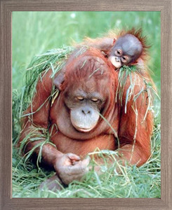 Framed Wall Decor Orangutan and Baby Wildlife Animal Nature Picture Barnwood Framed Art Print (19x23) Framed Wall Decor Orangutan and Baby Wildlife Animal Nature Picture Barnwood Framed Art Print (19x23)