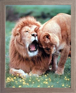 Impact Posters Gallery Lion with Cub Wild Animal Barnwood Framed Picture Art Print Wall Decor (19x23) Impact Posters Gallery Lion with Cub Wild Animal Barnwood Framed Picture Art Print Wall Decor (19x23)