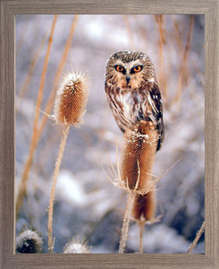 Framed Wall Decor Saw Whet Owl Animal Wildlife Bird Barnwood Picture Art Print (19x23) Framed Wall Decor Saw Whet Owl Animal Wildlife Bird Barnwood Picture Art Print (19x23)