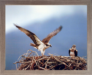 Framed Wall Decor Osprey Eagle (Seahawks) Birds Nest Animal Barnwood Picture Art Print (19x23) Framed Wall Decor Osprey Eagle (Seahawks) Birds Nest Animal Barnwood Picture Art Print (19x23)